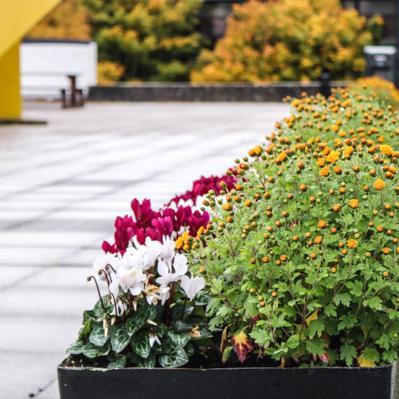 Plandáil Bláthanna